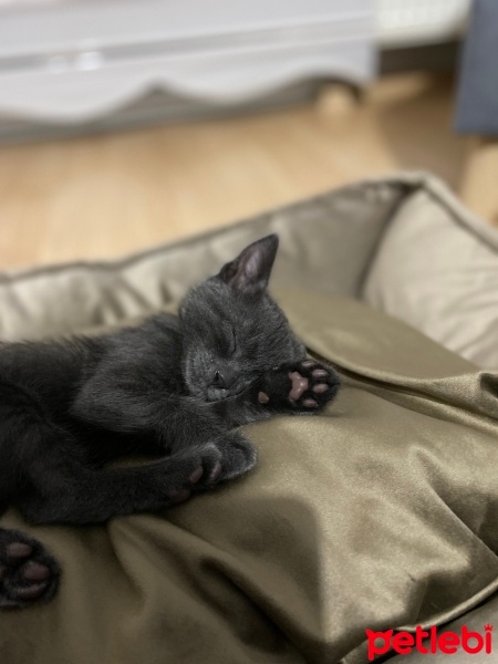 Tekir Kedi, Kedi  Zeytin fotoğrafı