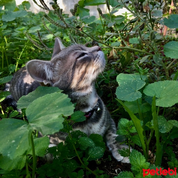 Tekir Kedi, Kedi  Şanslı fotoğrafı