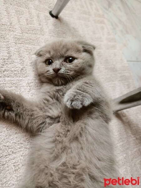 Scottish Fold, Kedi  Paşa fotoğrafı