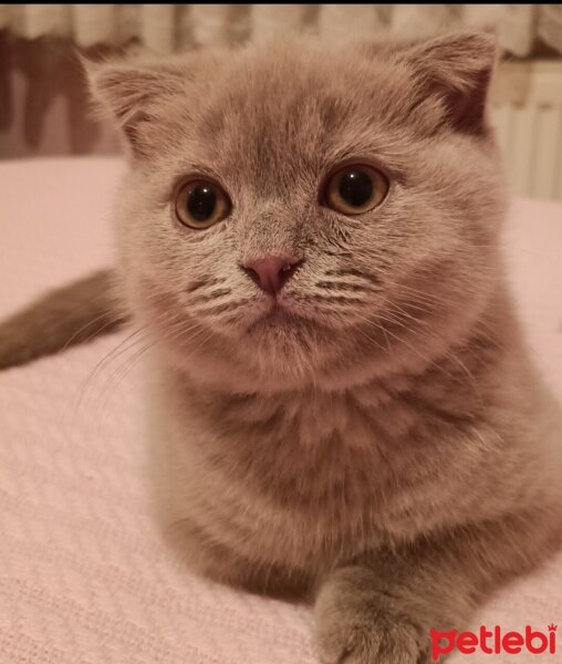 Scottish Fold, Kedi  Paşa fotoğrafı