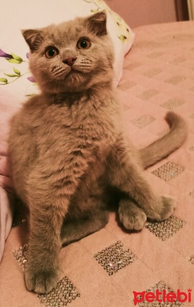 Scottish Fold, Kedi  Paşa fotoğrafı