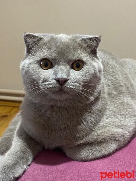 Scottish Fold, Kedi  Paşa fotoğrafı