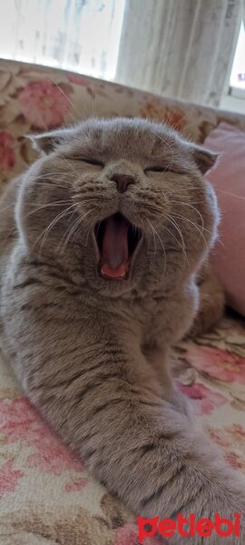 Scottish Fold, Kedi  Paşa fotoğrafı