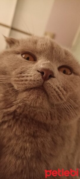 Scottish Fold, Kedi  Paşa fotoğrafı