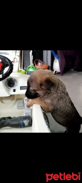 Belçika Malinois, Köpek  Gece fotoğrafı