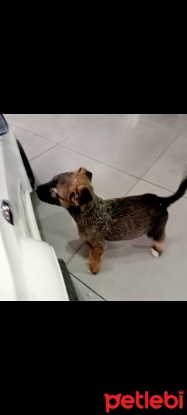 Belçika Malinois, Köpek  Gece fotoğrafı