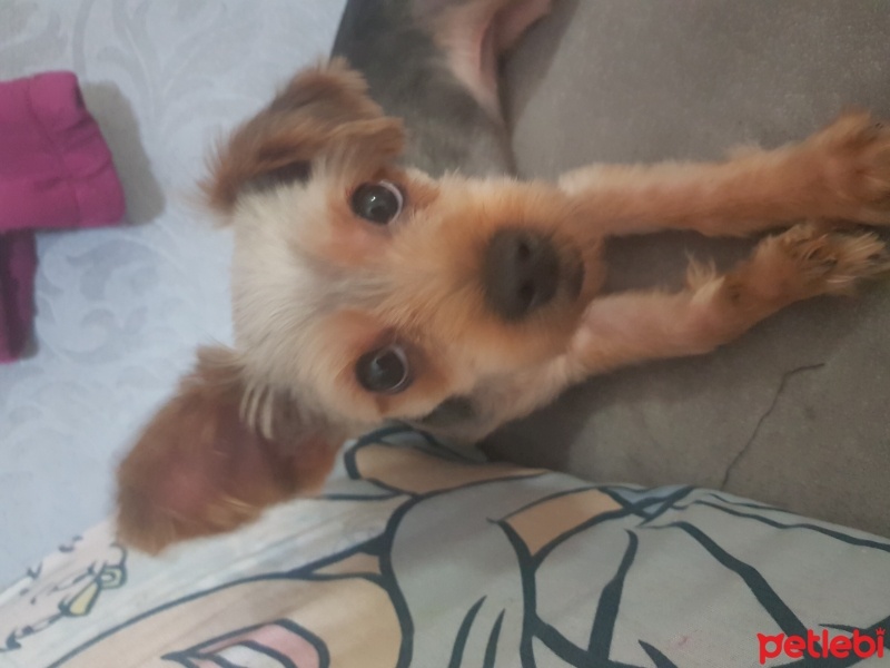 Yorkshire Terrier, Köpek  Minik fotoğrafı