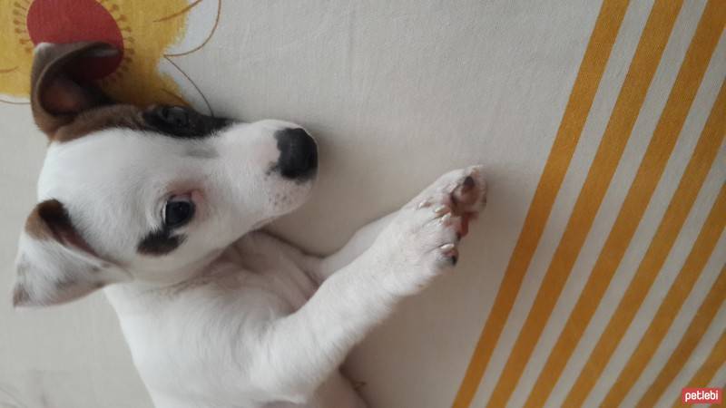 Jack Russell Terrier, Köpek  Oskar fotoğrafı