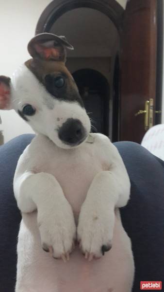 Jack Russell Terrier, Köpek  Oskar fotoğrafı