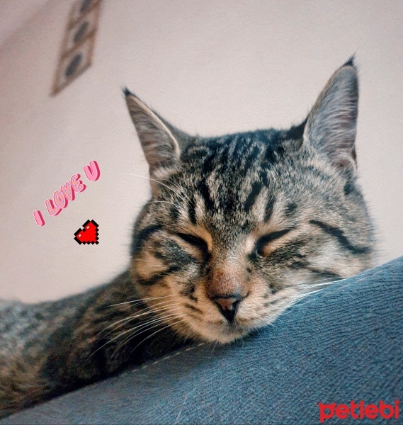 Tekir Kedi, Kedi  GALAKSİ fotoğrafı