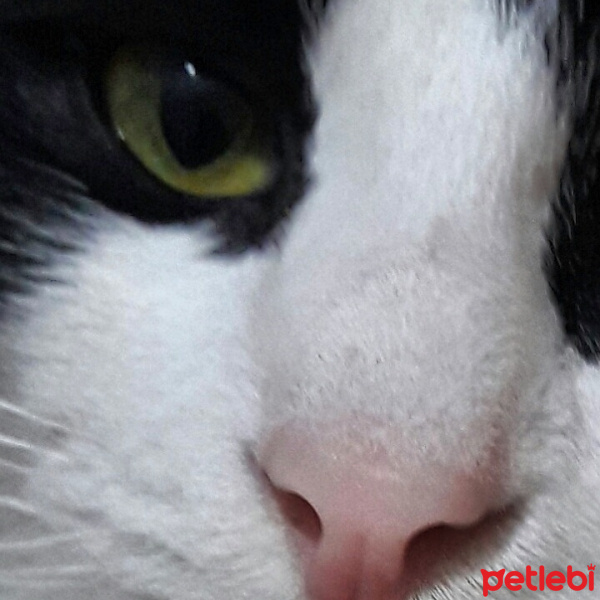 Tuxedo (Smokin) Kedi, Kedi  Minoş fotoğrafı