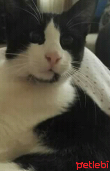 Tuxedo (Smokin) Kedi, Kedi  Minoş fotoğrafı