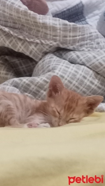 Tekir Kedi, Kedi  Tarçın fotoğrafı