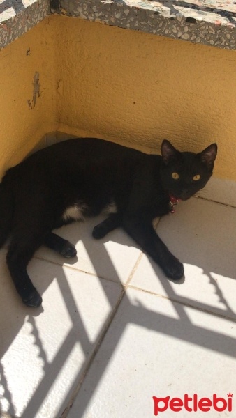 Bombay, Kedi  Gece fotoğrafı