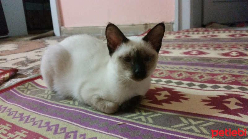 Siyam Kedisi, Kedi  mûnis fotoğrafı