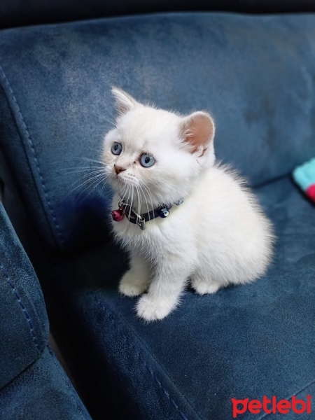 British Shorthair, Kedi  Bıdık fotoğrafı