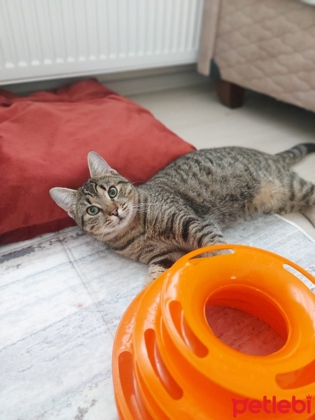 Tekir Kedi, Kedi  Fıstık fotoğrafı