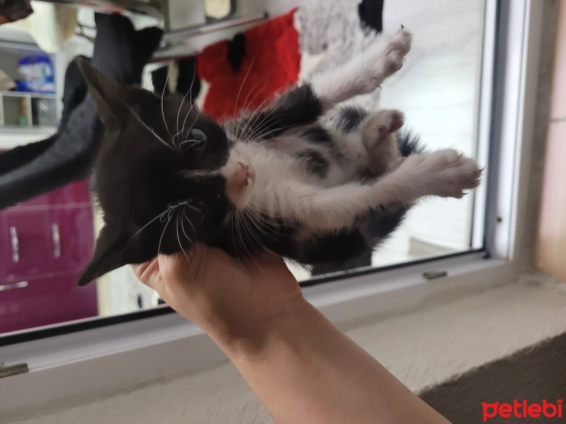 Tekir Kedi, Kedi  Tekila fotoğrafı