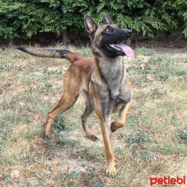 Belçika Malinois, Köpek  Tia fotoğrafı