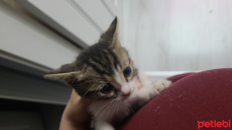 Tekir Kedi, Kedi  Shiva fotoğrafı