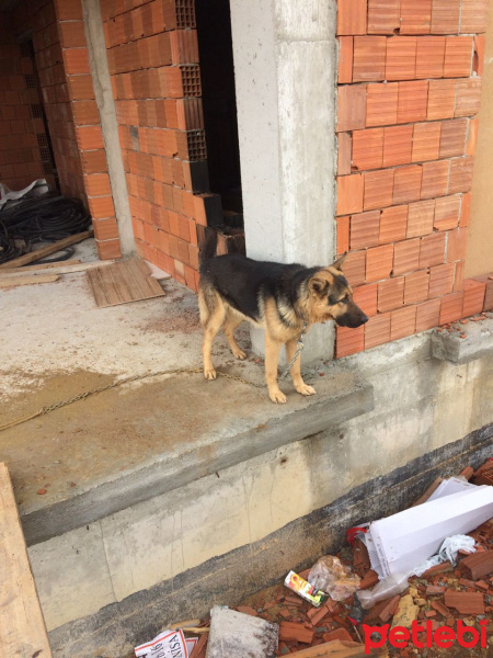 Alman Çoban Köpeği, Köpek  Mex fotoğrafı