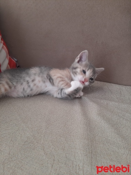 Tekir Kedi, Kedi  Sahibinin Isimlendirmesini Bekliyor fotoğrafı