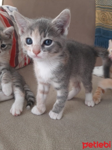 Tekir Kedi, Kedi  Sahibinin Isimlendirmesini Bekliyor fotoğrafı