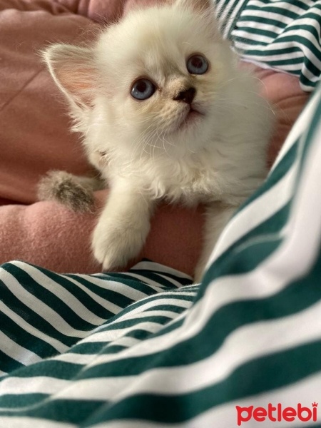 British Longhair, Kedi  müezza fotoğrafı