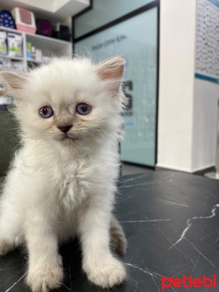 British Longhair, Kedi  müezza fotoğrafı
