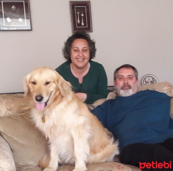 Golden Retriever, Köpek  efe fotoğrafı