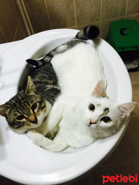 Tekir Kedi, Kedi  Pamuk ve Esmer fotoğrafı