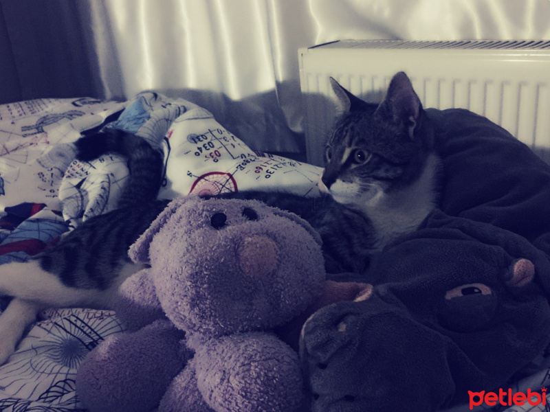 Tekir Kedi, Kedi  Pamuk ve Esmer fotoğrafı