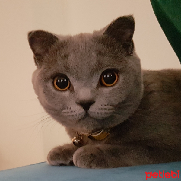 Scottish Fold, Kedi  Khushi fotoğrafı