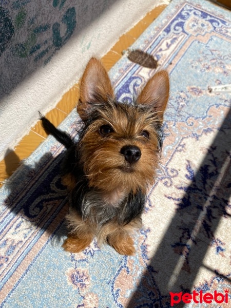 Yorkshire Terrier, Köpek  Simba fotoğrafı