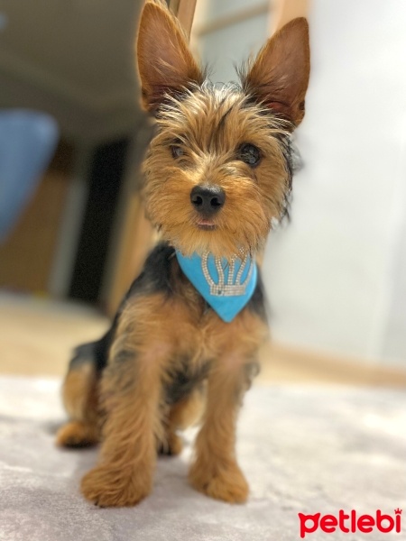 Yorkshire Terrier, Köpek  Simba fotoğrafı