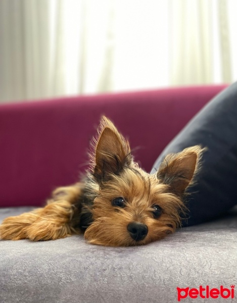 Yorkshire Terrier, Köpek  Simba fotoğrafı