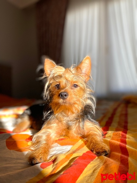 Yorkshire Terrier, Köpek  Simba fotoğrafı