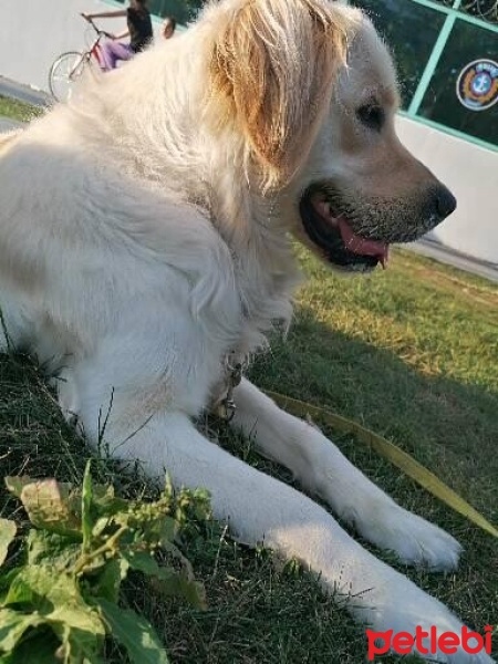 Golden Retriever, Köpek  Güneş fotoğrafı
