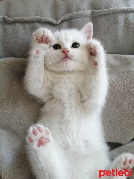 British Shorthair, Kedi  Mia fotoğrafı