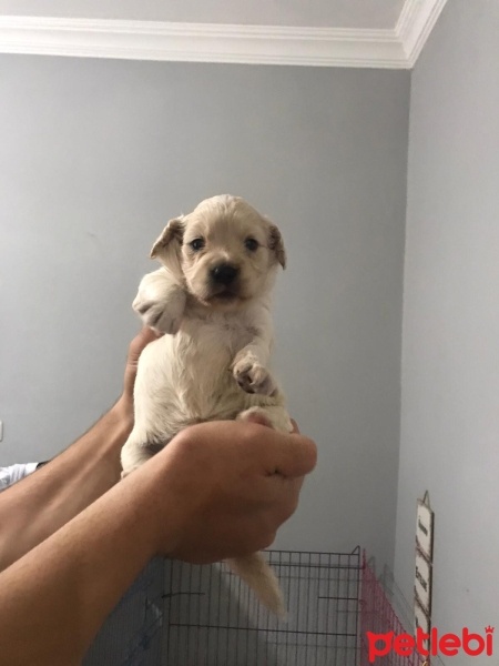 Amerikan Cocker Spaniel, Köpek  cocker bebek fotoğrafı