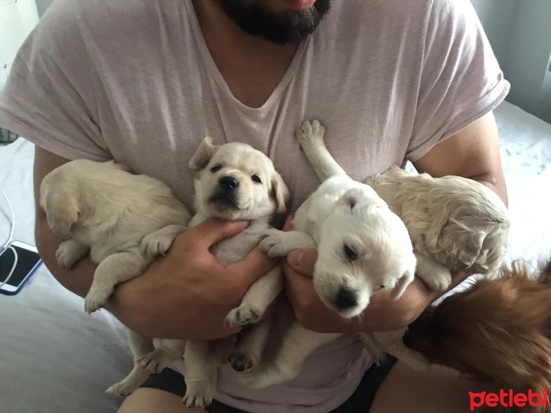 Amerikan Cocker Spaniel, Köpek  cocker bebek fotoğrafı