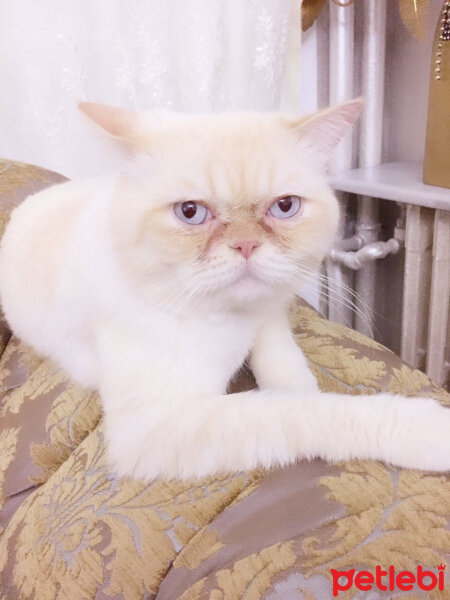 Exotic Shorthair, Kedi  Ayaz fotoğrafı