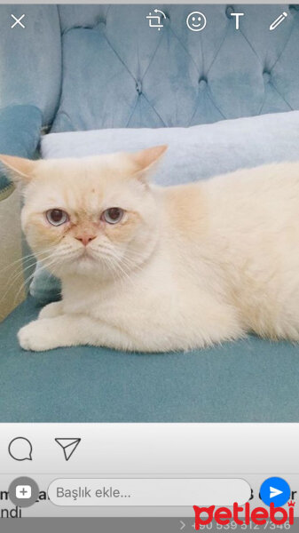 Exotic Shorthair, Kedi  Ayaz fotoğrafı