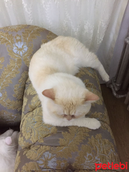 Exotic Shorthair, Kedi  Ayaz fotoğrafı