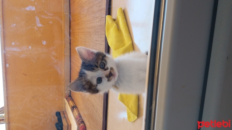 Tekir Kedi, Kedi  Duman fotoğrafı