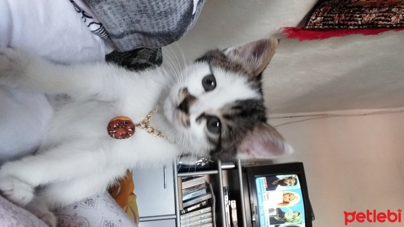 Tekir Kedi, Kedi  Duman fotoğrafı