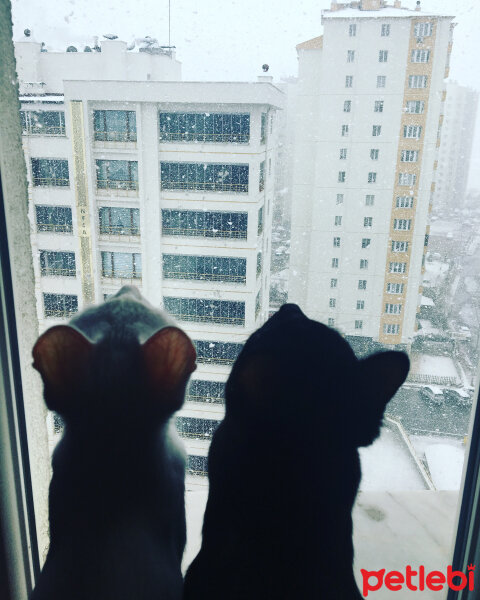 Ankara Kedisi, Kedi  Mia fotoğrafı