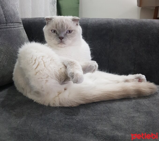 Scottish Fold, Kedi  Ares fotoğrafı