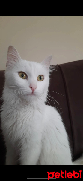 Ankara Kedisi, Kedi  Pamuk fotoğrafı