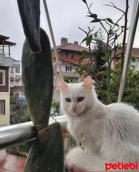 Ankara Kedisi, Kedi  Pamuk fotoğrafı